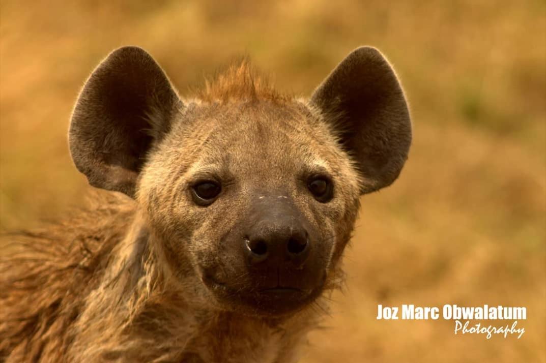 Tabingi Safari Cottages Katunguru Exteriér fotografie