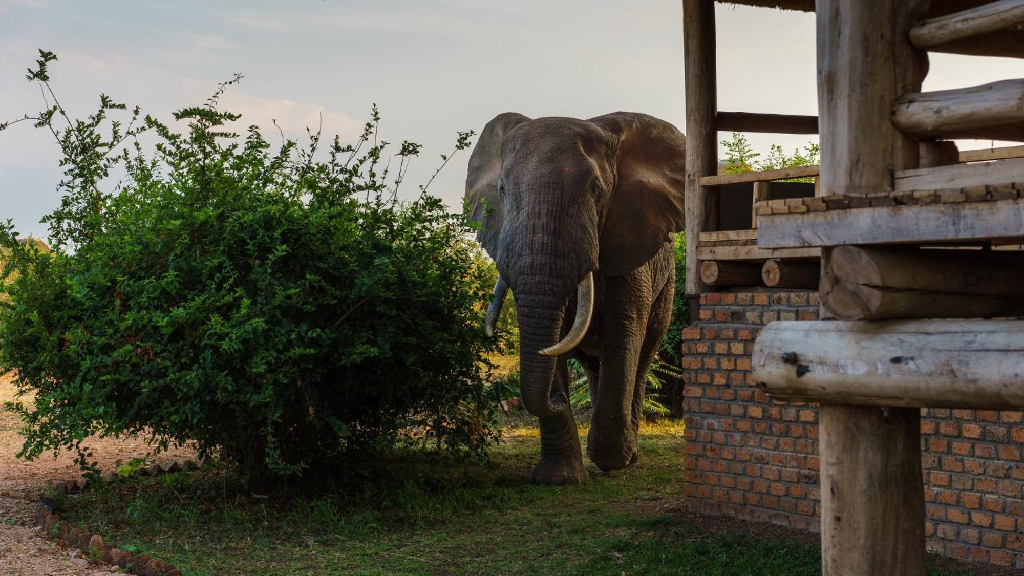 Tabingi Safari Cottages Katunguru Exteriér fotografie